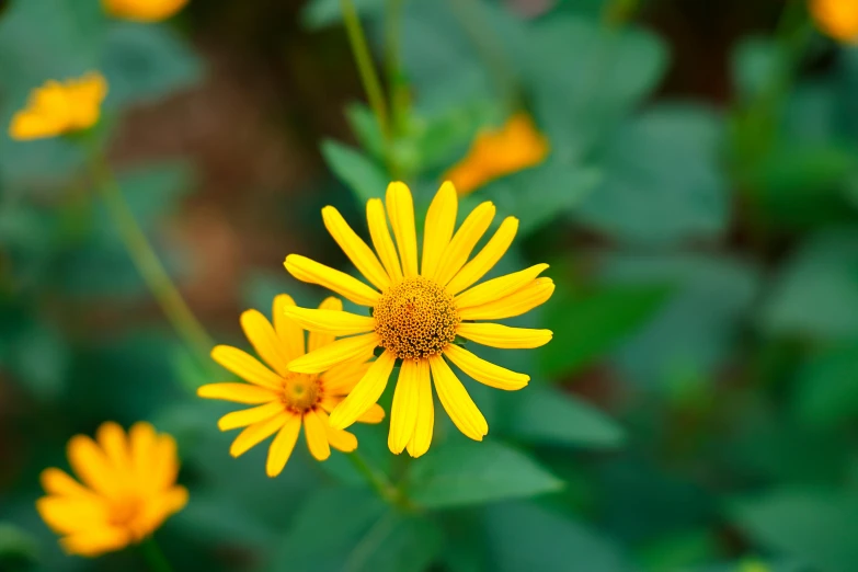 a close up of some yellow flowers