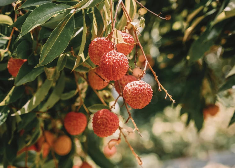 a close up of fruit on a tree with leaves