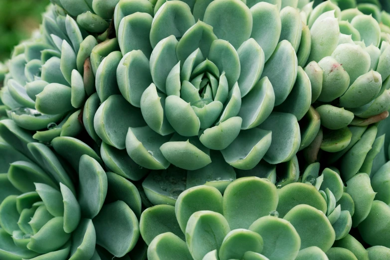 a large green plant with lots of leaves