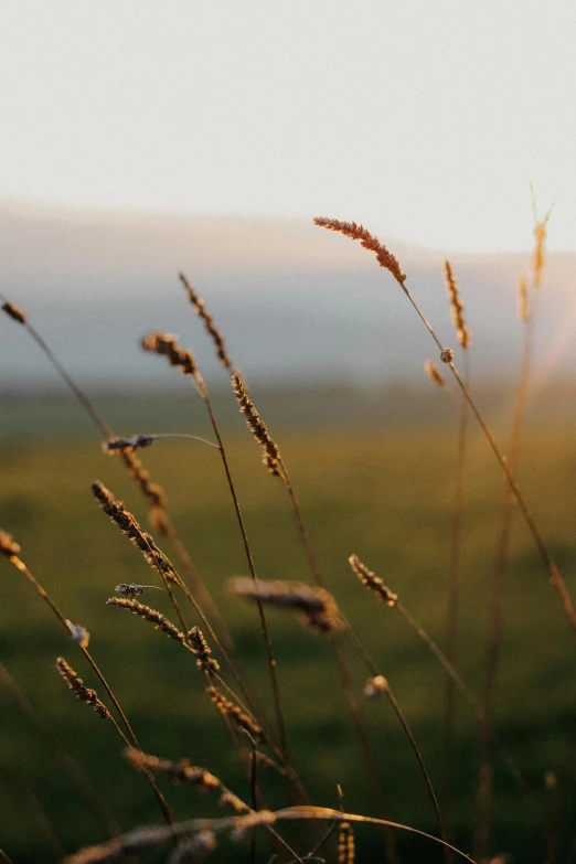 a view from the ground of grass blowing in a breeze