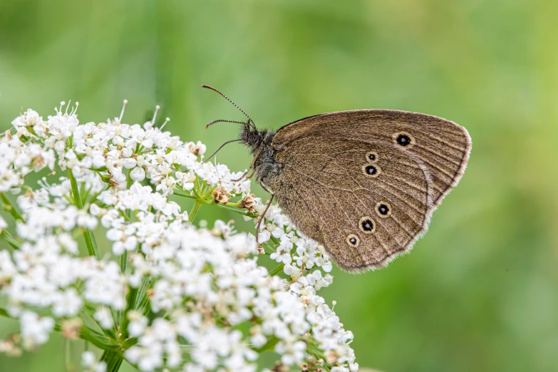 a small erfly sits on a plant with white flowers