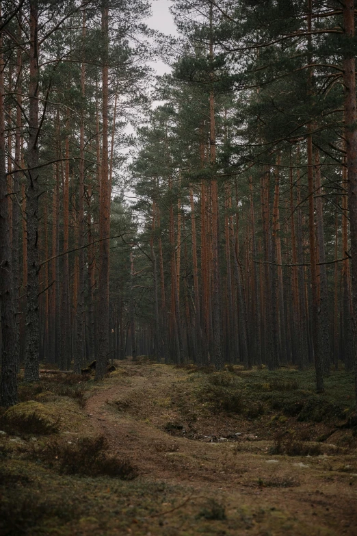 a dirt path running through a grove of pine trees