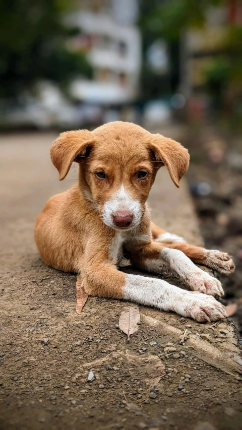 a little brown dog laying down on top of dirt