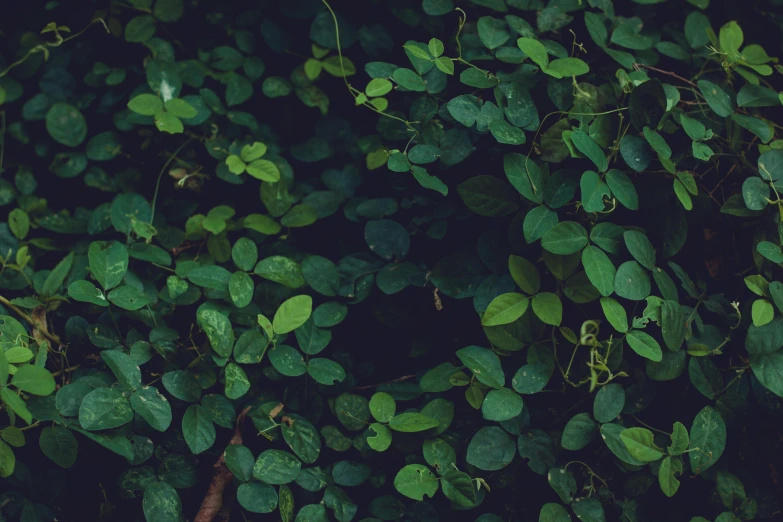 green leaves on the nches of trees that are covered with green leaf coverings