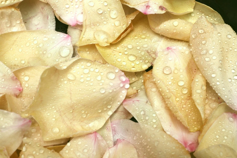 yellow flowers with drops on them sitting in the water