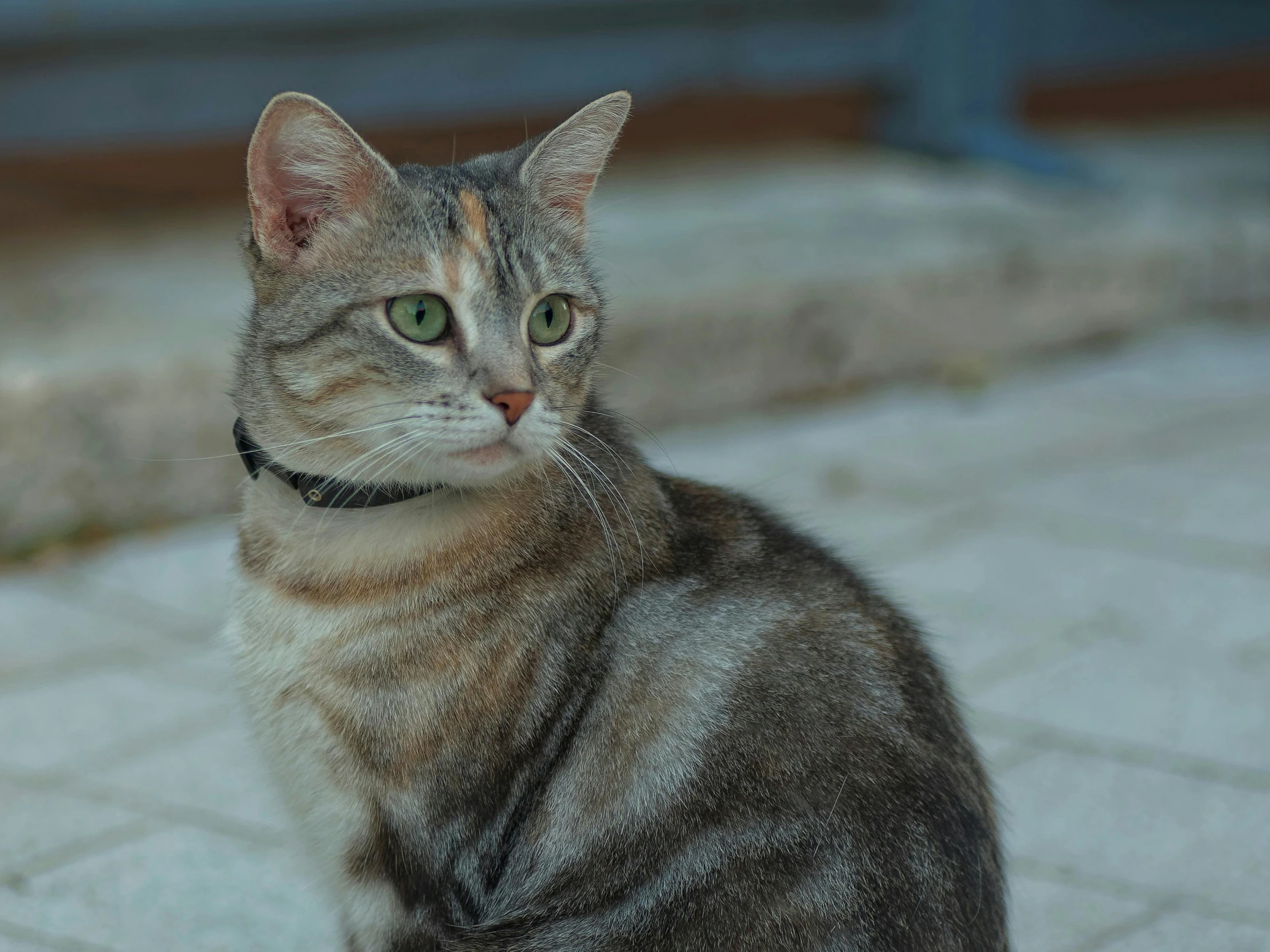 a cat with green eyes sitting on a white stone floor