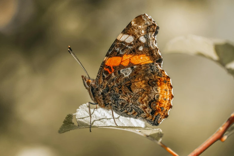 a small erfly with orange on it's wings