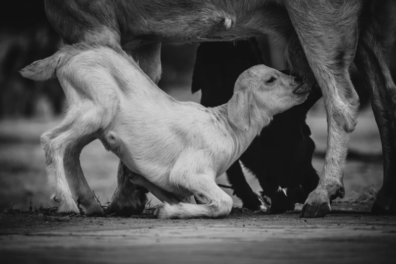 a black and white po of a small baby lamb standing between the legs of a bigger adult goat