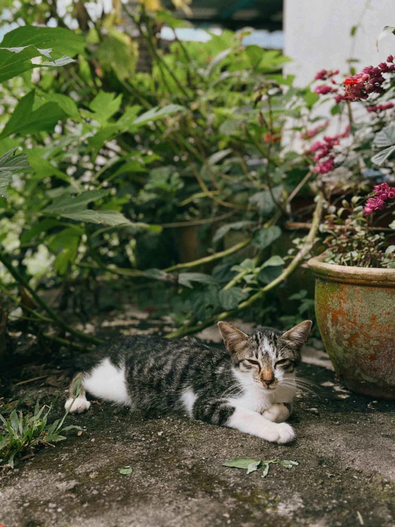 a cat laying in the grass between some potted plants