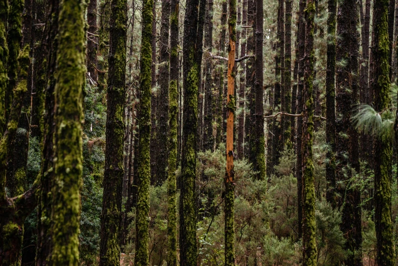 the view through some thick trees looking to the sky