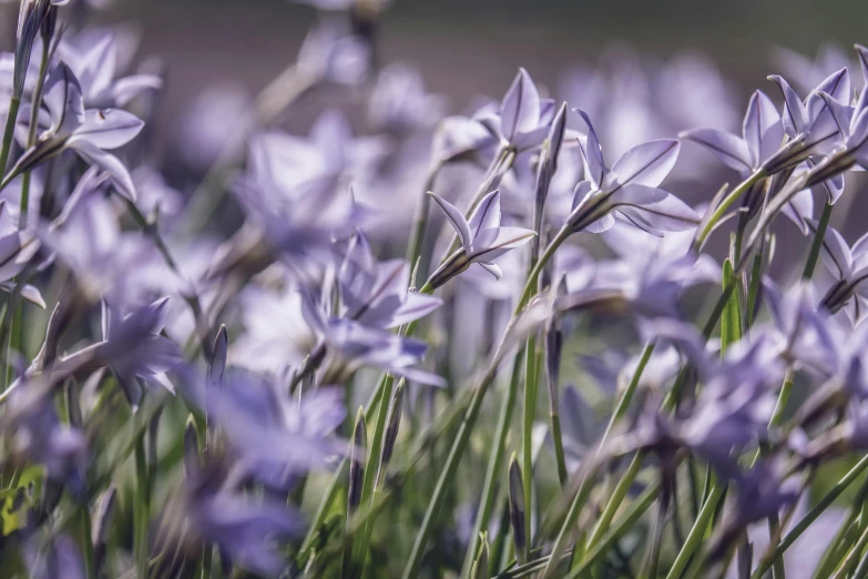 purple crocsants blooming in a field