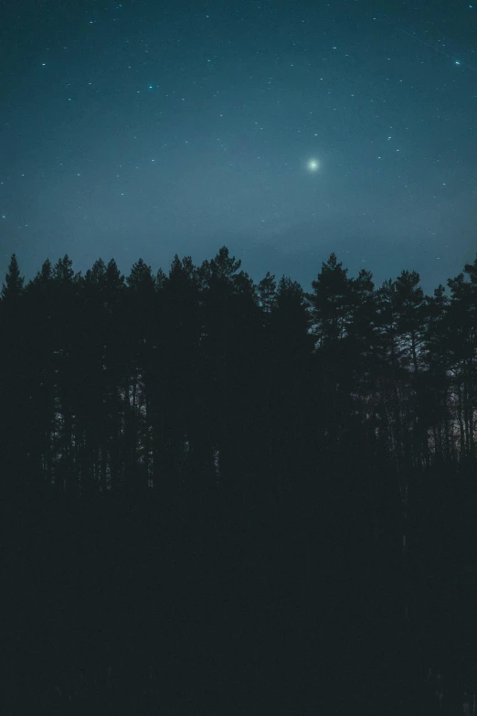 a dark forest with many tall trees under the stars