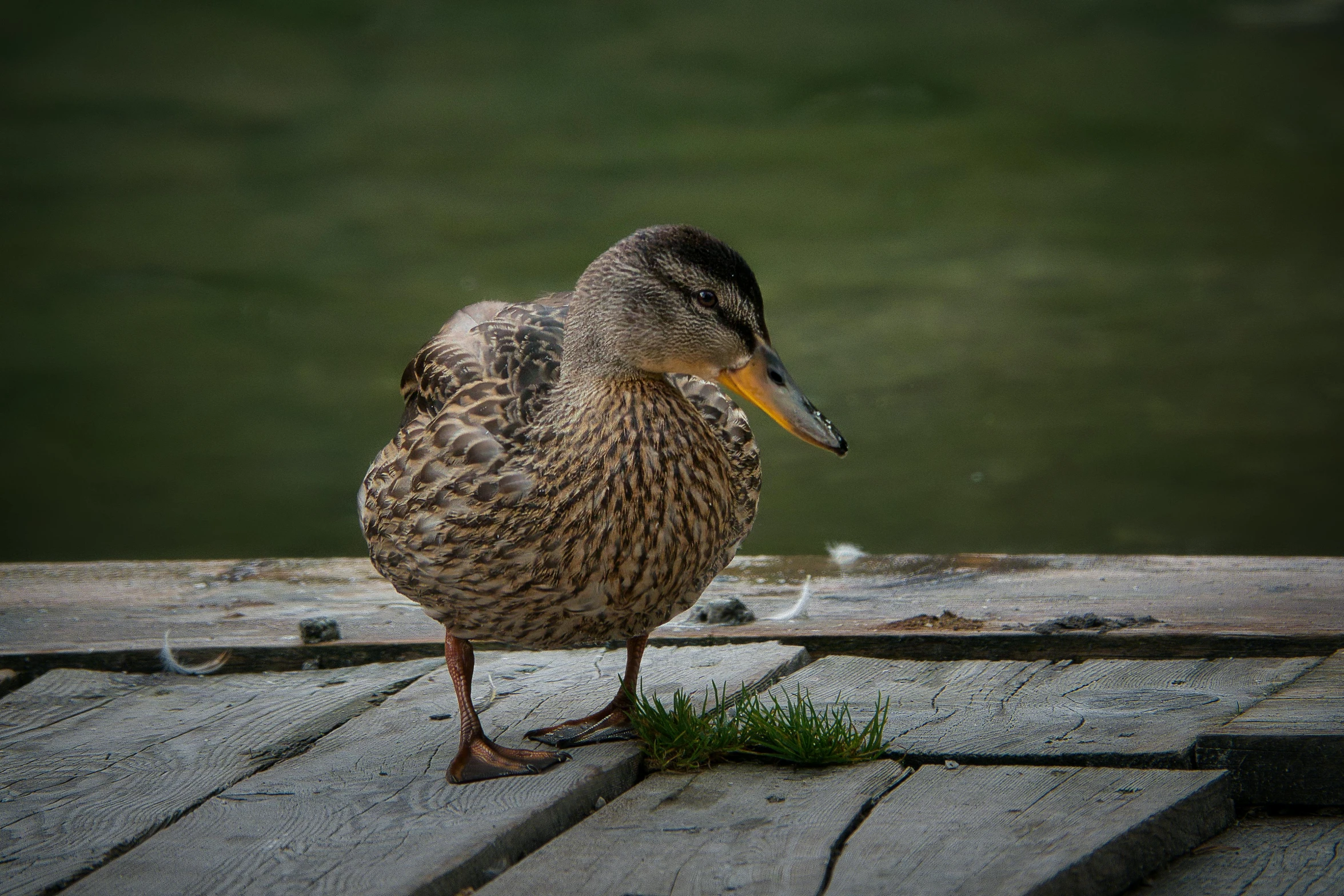 a duck is standing on the dock near the water