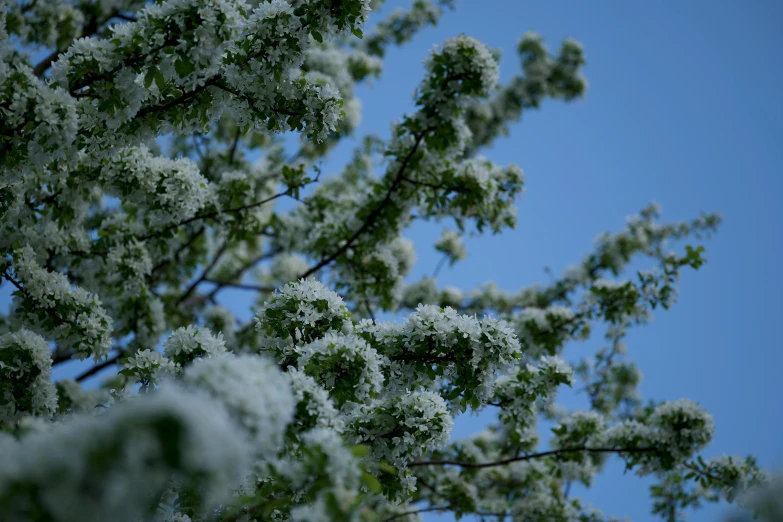 a white tree with small white flowers in front of a blue sky