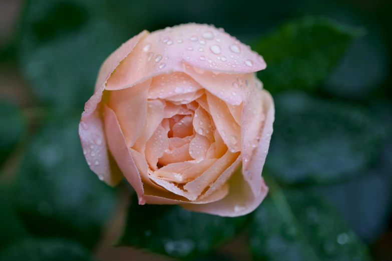 a pink rose with dew drops on it