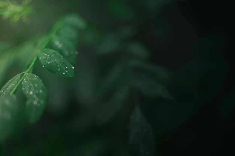 water droplets on leaf's leaves with blurred background
