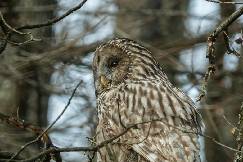 an owl is perched on top of a tree nch