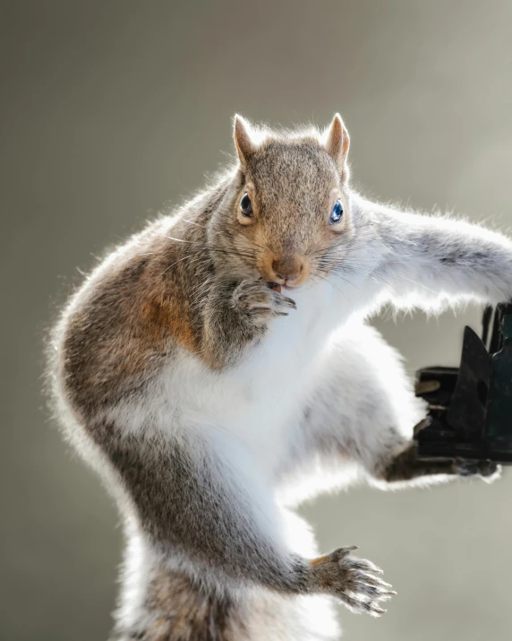 a squirrel is hanging from a limb with it's leg up