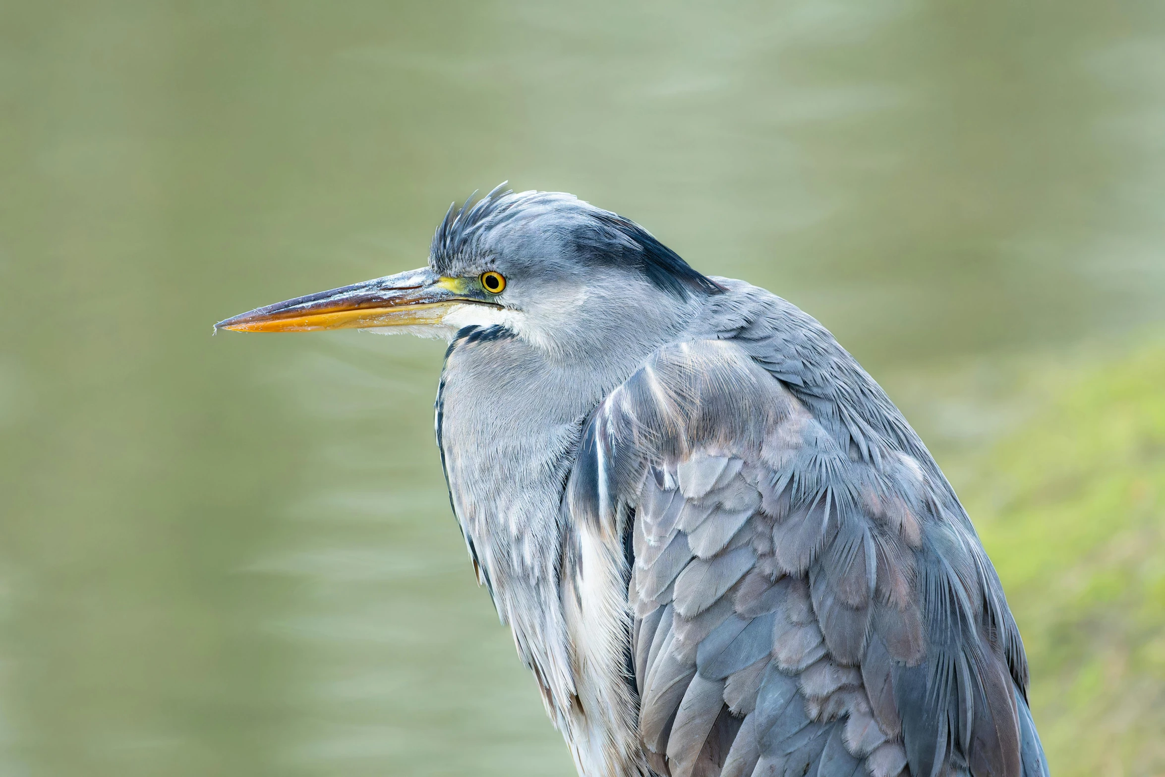 a blue heron sitting on top of a rock