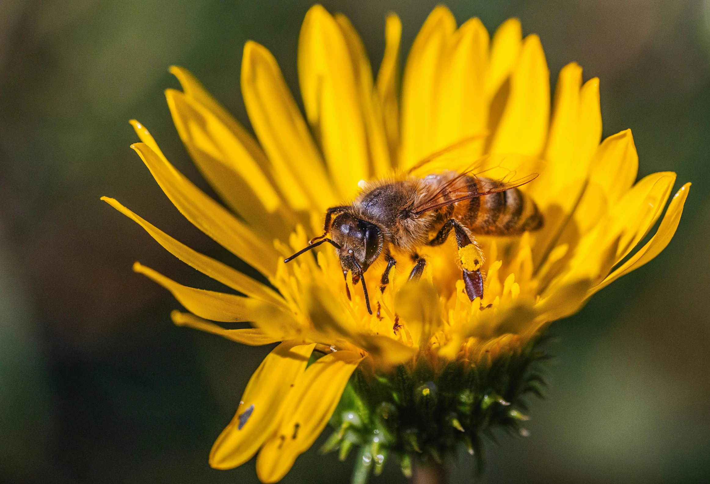 the pollen is the center point of this pograph