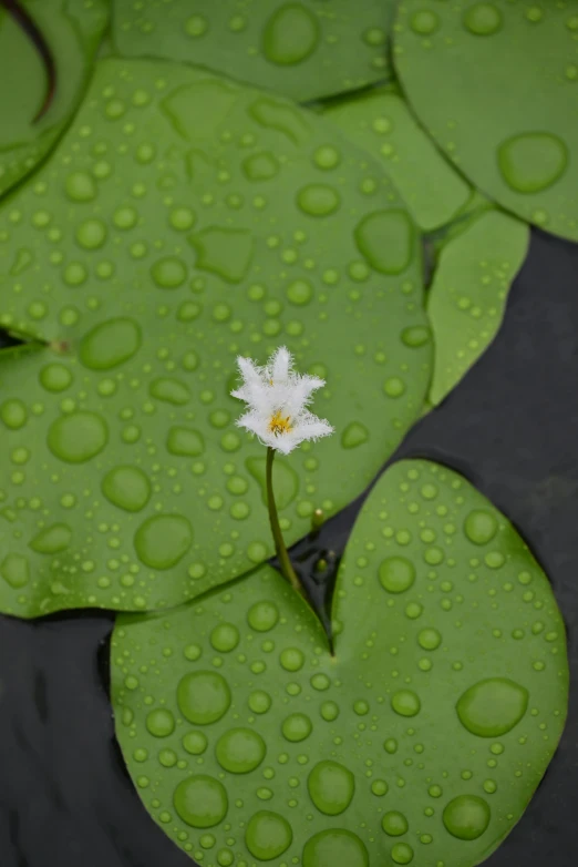 a white flower is surrounded by some waterlilies