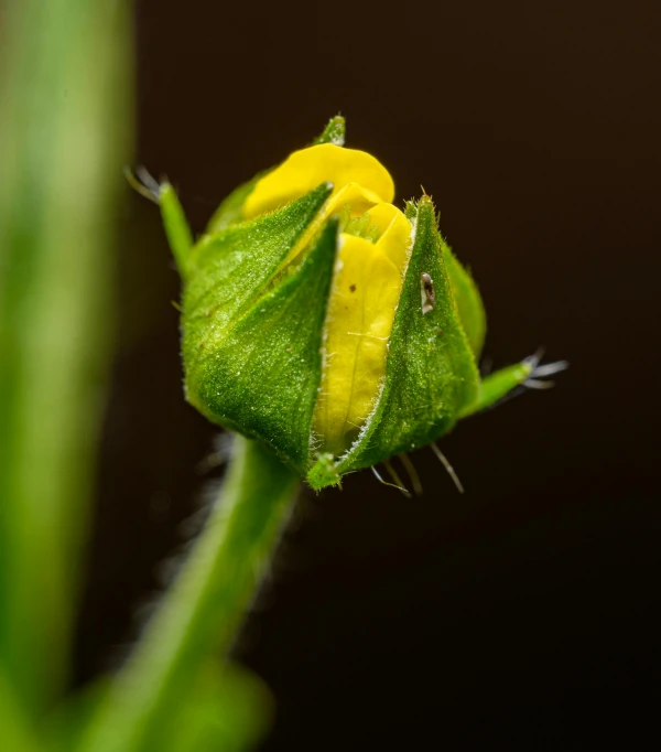a yellow bug is covered with dew on a green plant