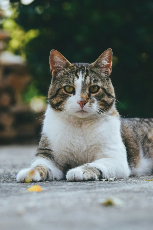 a cat laying down in the middle of pavement