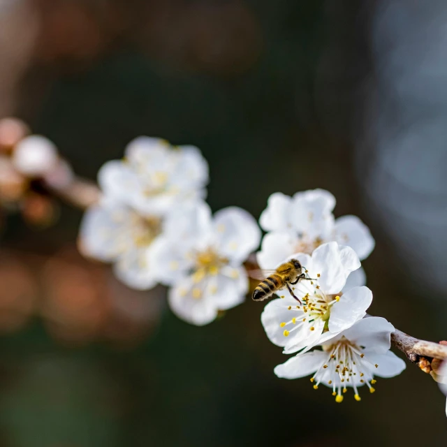 a honey bee is polling nectars on the blossoms of a tree