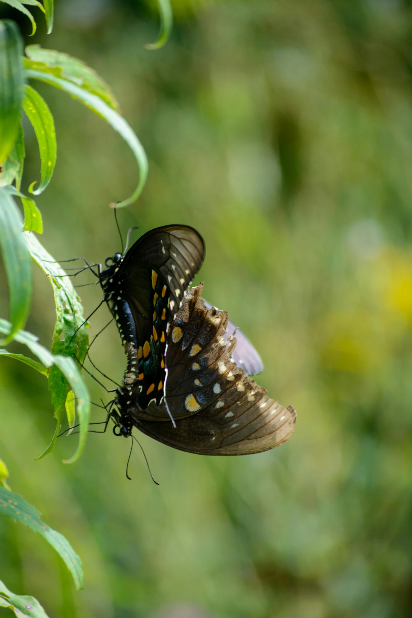 the erfly is hanging upside down on the plant