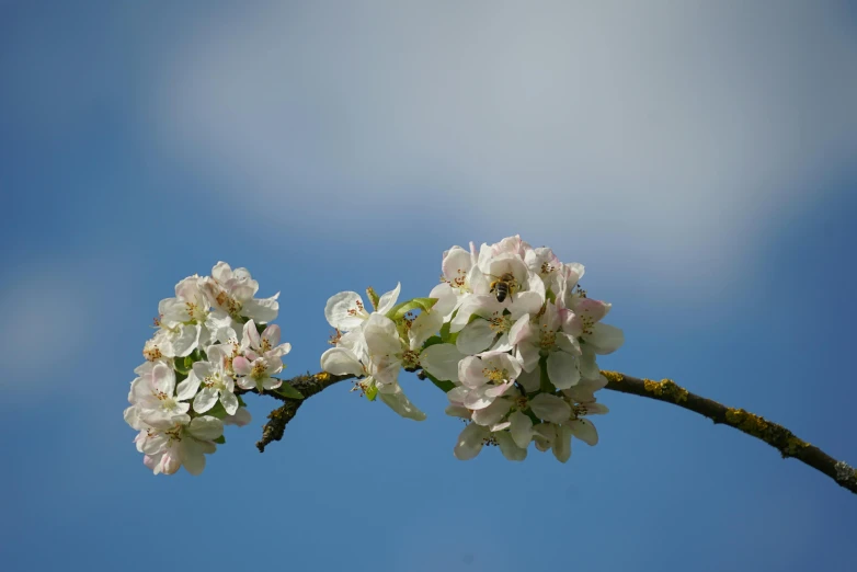 some white and pink flowers are blooming on a nch