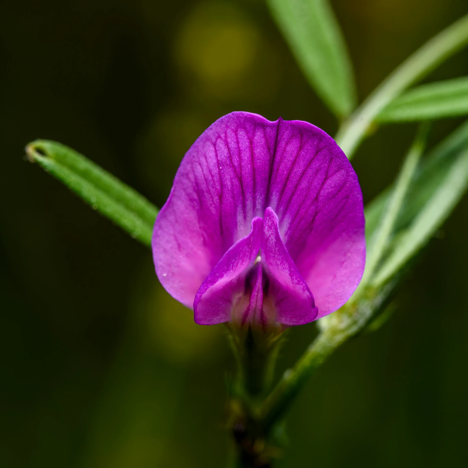 a single purple flower sitting on top of a green stem