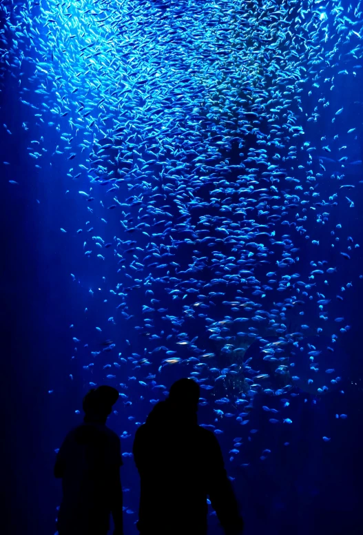 two people standing under water filled with many fish