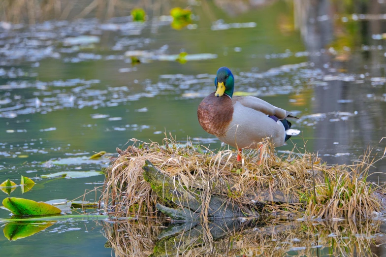 a duck is perched on a mound of grass in a body of water