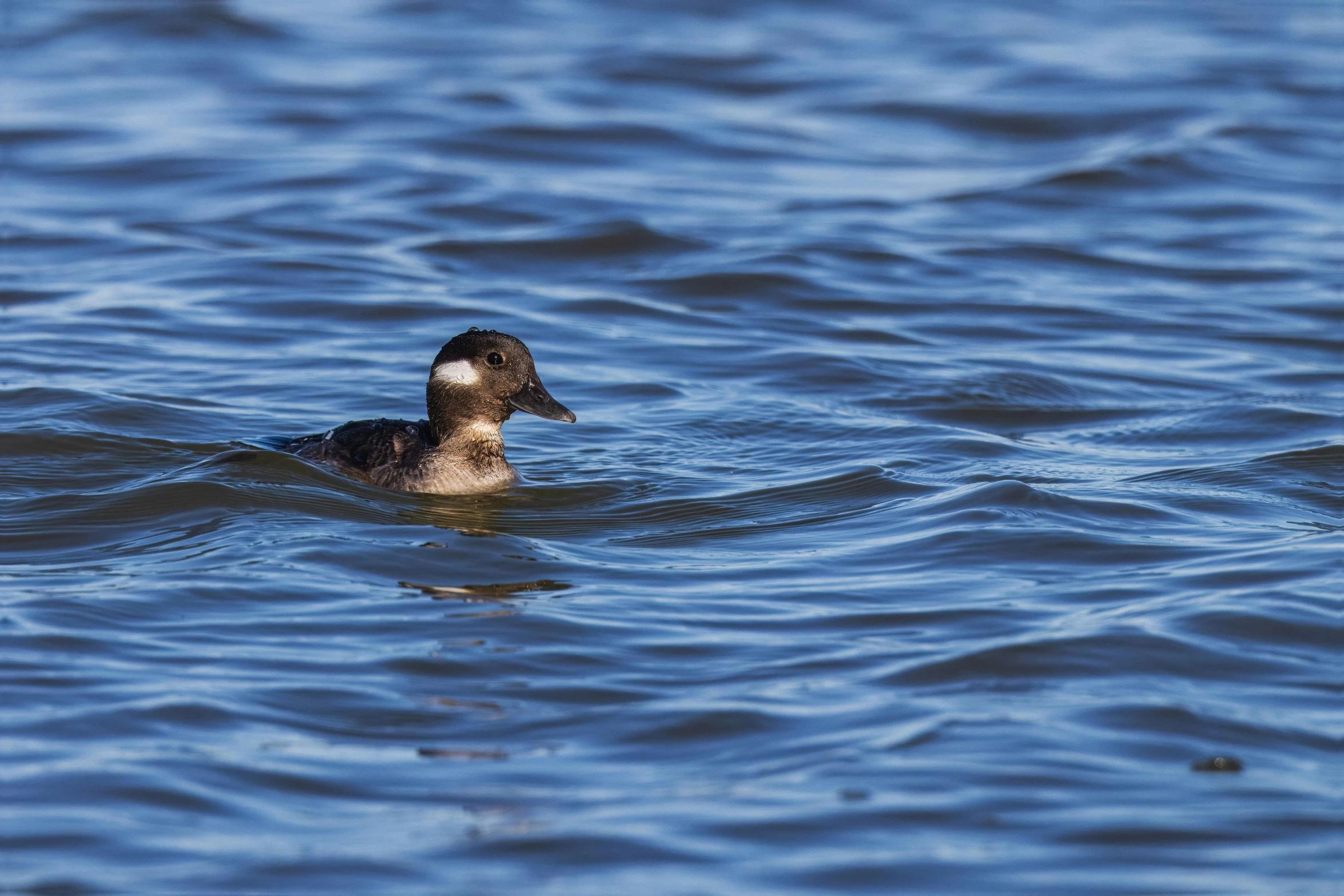 a bird swimming on top of water near land