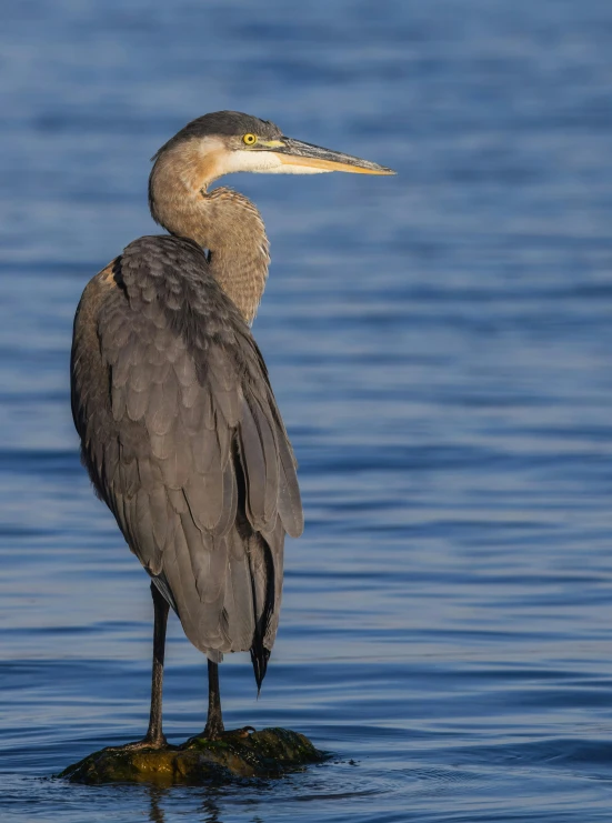 a bird standing on a rock in the ocean