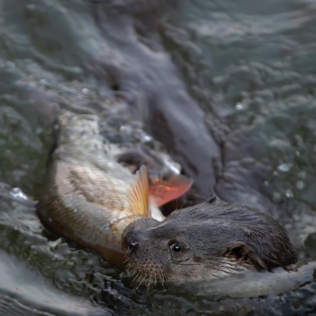 an otter in the water biting at another otter