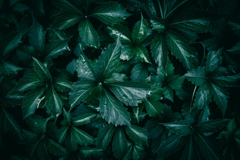 leaves and drops of dew as a background pattern