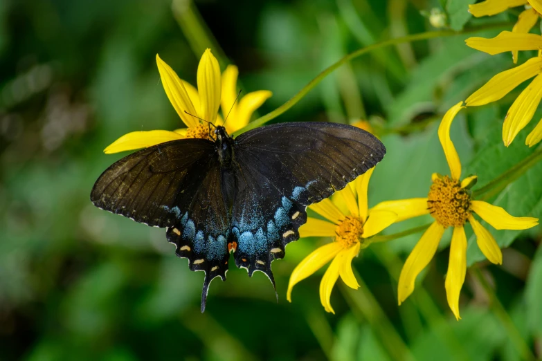 a blue and black erfly resting on a flower