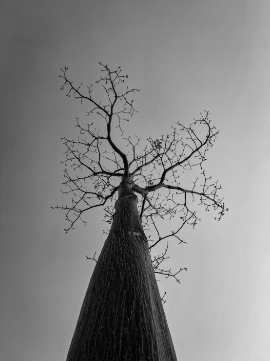 a tall tree growing from the top of a structure