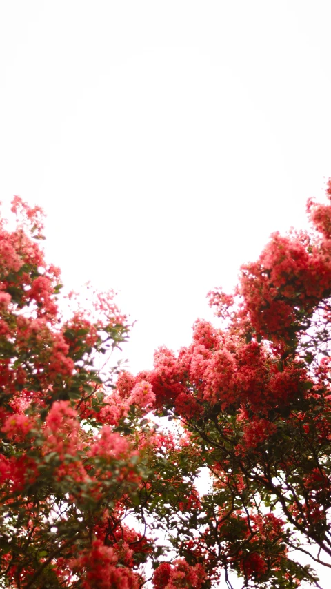 the red flowers are on the tree in the park