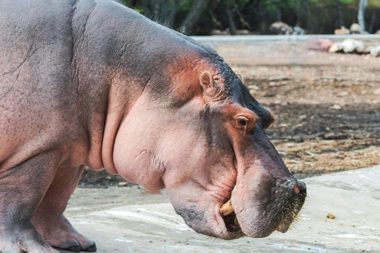 a large hippo is resting in the sun