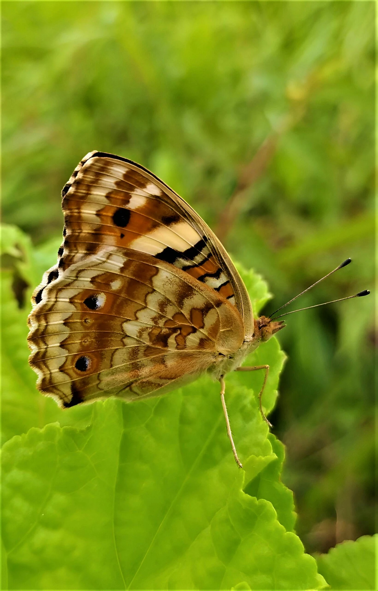 erfly sitting on a green leafy plant