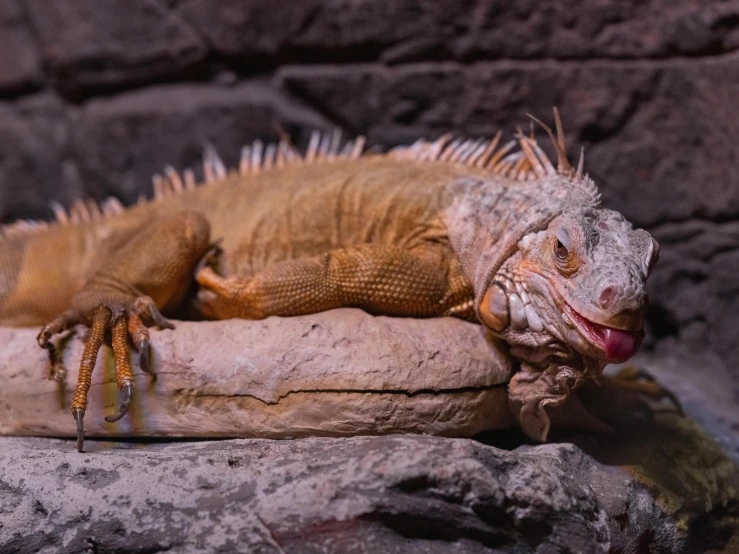 a large lizard resting on top of a rock