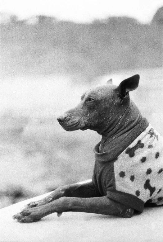 a dog is laying on a beach while wearing a sweater