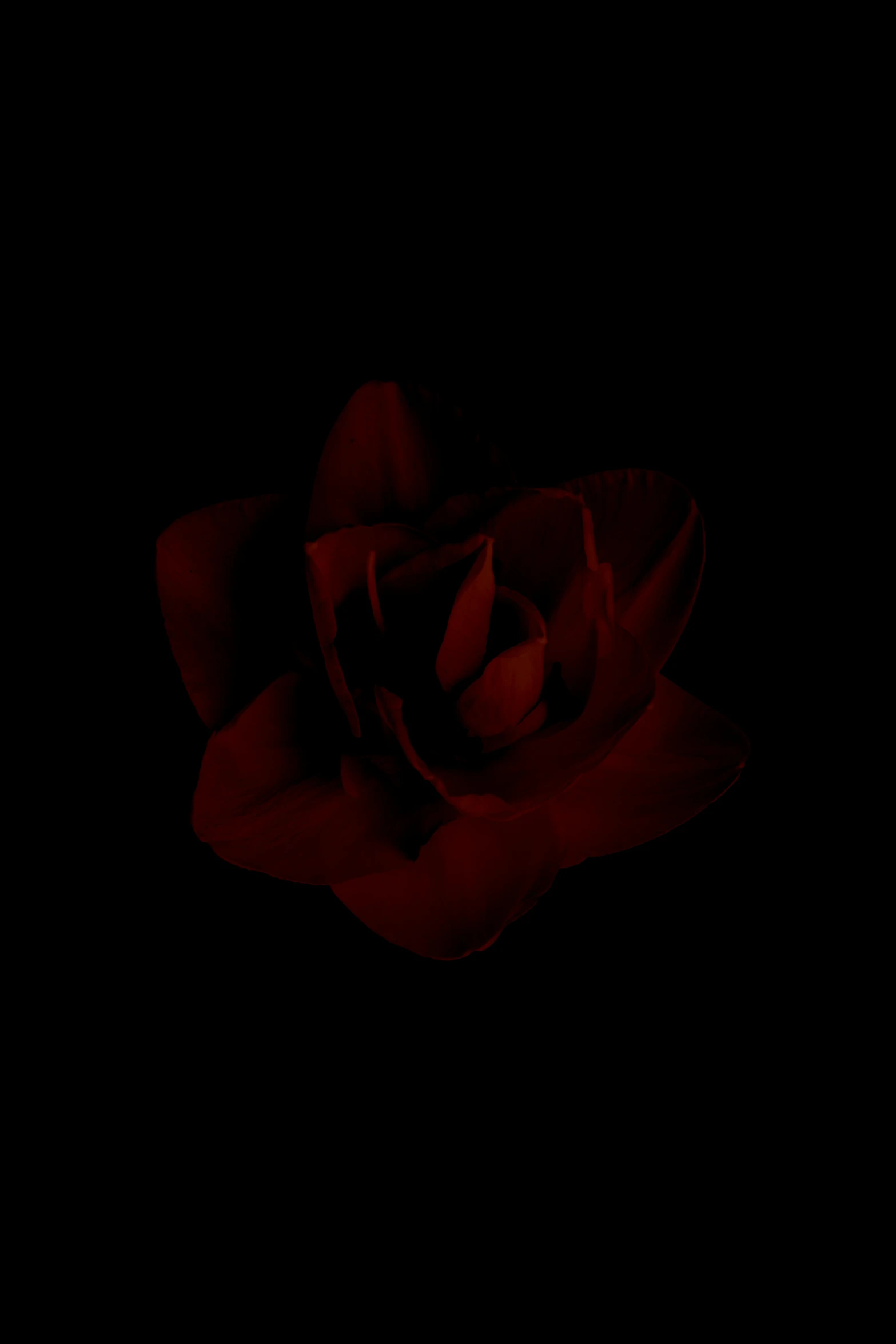 dark red rose flower with only the leaves still bloom