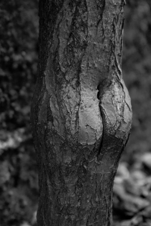 a tree with an odd tree trunk sticking out from the ground