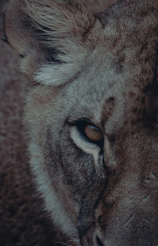 close up picture of a lion cub's eye