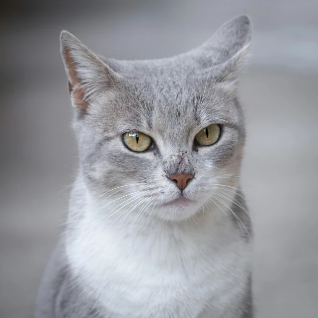 a grey cat staring at soing outside