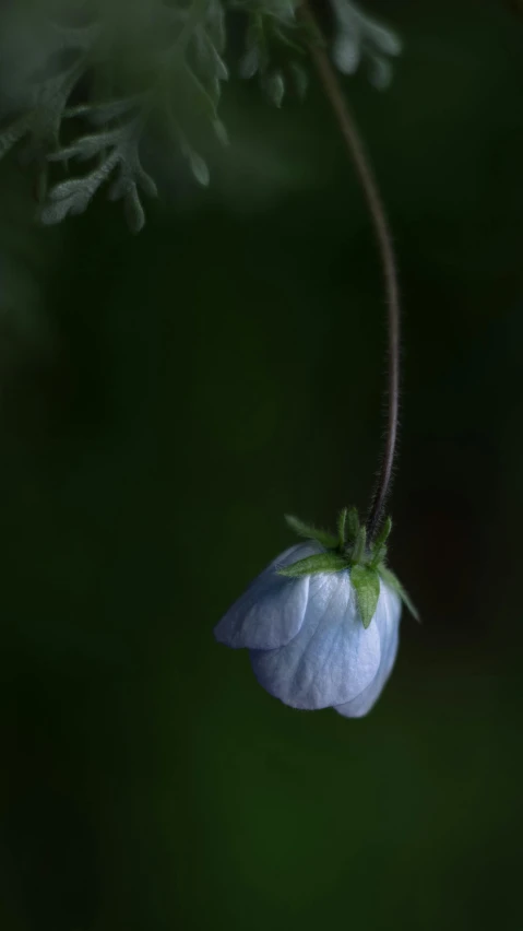 a blue flower that is on some grass