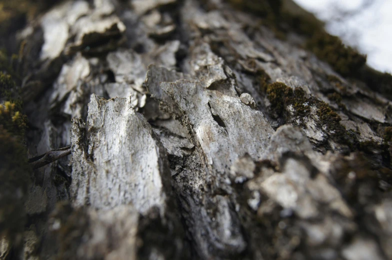 a close up of a tree trunk and bark